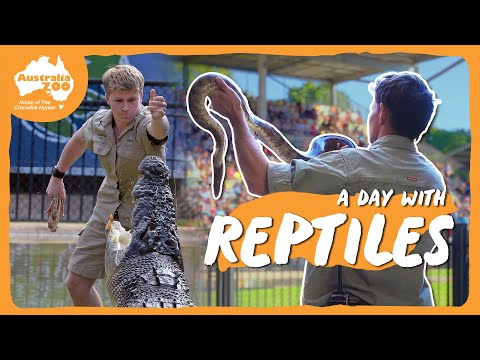 Spend the day as a reptile keeper