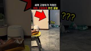 새끼 고양이가 걱정인 어미 냥이 반응.. 그런데 반전 결말이