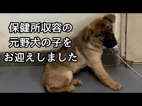 倉敷保健所から元野犬の子犬をお迎えした当日の様子【関東への長距離移動】