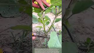How to Prune Eggplant Lower Branches for Bigger Fruit #smartfarming #gardeningtips #farmingtips