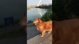 🐶🐶狗狗的户外活动｜早晨6:30长沙的气温已经达到30度，趁还没热起来，赶紧带Rocky出门散个步|#狗狗 #dog