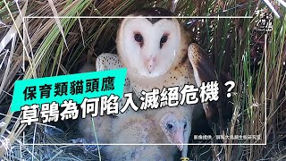 【住草叢的貓頭鷹】系列一：草鴞的日常與危機 (公視我們的島 第1308集 2025-05-26)