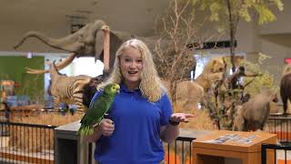 Creature Feature   Blue fronted Amazon Parrot