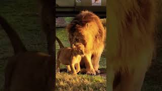 Male Lion interaction with cubs!
