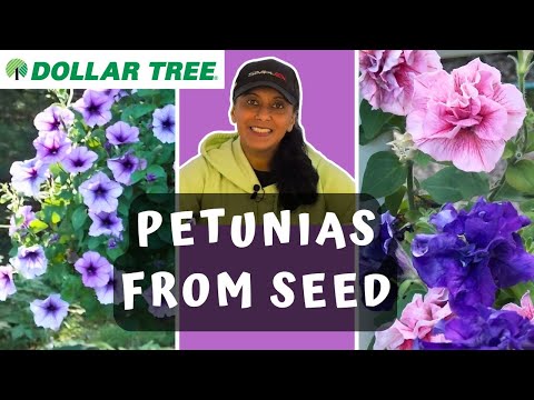 Dollar Tree Petunia Seeds | Grow Petunias From Seed || Budget Gardening