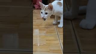 cat vs cockroach