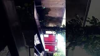 Rain #angmutyangsectione #ashtineolviga #sabawatsandali #singing #angmutyangsectione