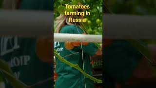 Tomatoes farming in Russia #shortsfeed #tomato #farming #garden #nature #farming101 #youtubeshorts