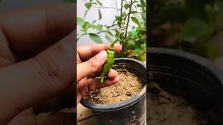 How to grow green chilli 🌶#chilli #chilliplants #greenchilli  #plants #planting #shorts #short #1k