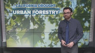 California Drought: Full reservoirs, stubborn snowpack and the critical role of urban forestry
