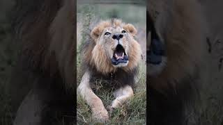 The Pride Lion Roar & Calling His Brother | Serengeti National Park #lion #wildlife #animals #shorts