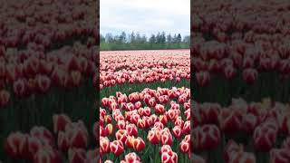 4156 1020799 mp3