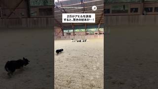 まさかそんな誘導もできるなんて…😳✨｜PECO #ボーダーコリー #愛犬家 #ボーダーコリーのいる生活 #ボーダーコリー大好き #bordercollie #bordercollielove