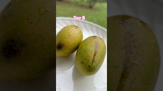 Day 8 #day8 #weightloss #weightlossjourney #whatieatinaday