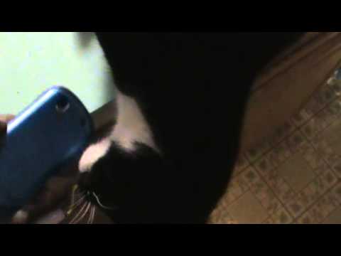 Die Phone!