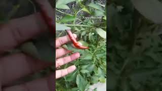 #shortvideo  ummante pachamulak plants #plants #vendakka #chilly #shorts @rayyuskitchen33