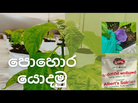 නයි මිරිස් වගාවට පොහොර යොදමු  | How to use Albert Solution fertilizer.