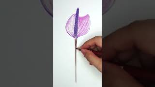 色鉛筆畫紫色火鶴花 #shorts