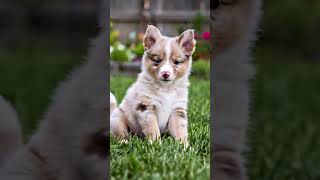 #puppy #pets #doglover #animals #puppies #petdog #cutepuppies #dog #doglife #dogshorts