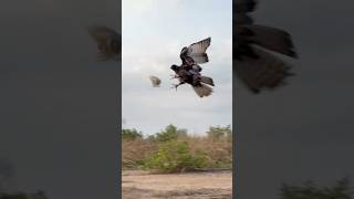 Speed of Eagle hunting #youtube #wildlife #eaglehunting #eagle #hunting