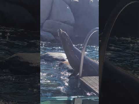 Central Park zoo sealions