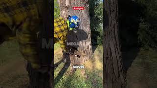 Pro Tree Felling Technique: How to Safely Cut Down a Large Tree
