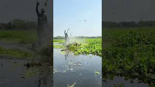How do they mow grass in a swamp? #shortvideo