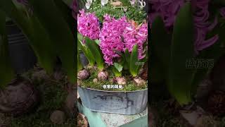 现在种下几颗风信子，春节前后就有花看了！ 它花期长还很香，种植难度为零！#盆栽 #爱生活爱养花 #阳台小院均可种植 #种植小技巧 #风信子