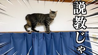 My cat was climbing the curtain rail, so I scolded him, but he fought back...
