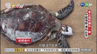 中國海廢漂來 金門每年處理5百公噸! 單元2｜真相急先鋒 EP86｜2020.11.29
