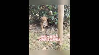萬物皆有靈性，小流浪狗告別媽媽，擁抱新家#狗狗 #狗狗的心思都寫在臉上了 #治愈系 #流浪狗 #萬物皆有靈性 #心靈暖流 #人生感悟