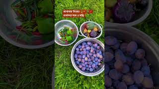 My beautiful garden #canada#garden  #gardening#foryou #shorts #viralshort #viralvideo #torontolife