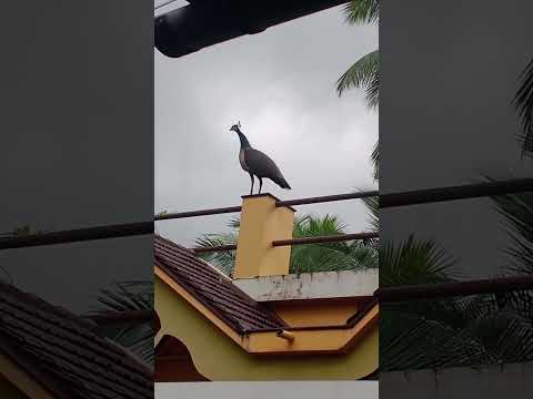 #peacock#Female#