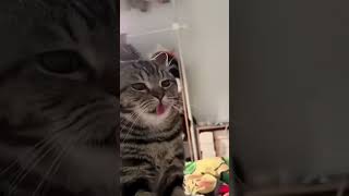 Funny Cat Fails #catfails #cute 😺😺#and  #shortvideo .