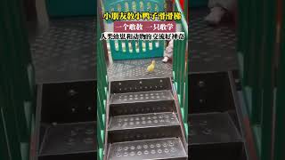 一个人类幼崽，一个动物幼崽，一个敢教，一个敢学，超治愈！  #搞笑 #治愈 #可爱 #鸭子 #萌娃 #人类幼崽成长记 #人类幼崽成长计划 #幼崽 #かわいい