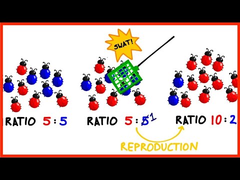 Gene Flow & Genetic Drift in Evolution