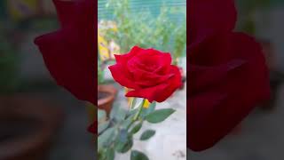 🌹 Red Rose in 3 Stunning Modes | Real Garden Beauty Captured in Morning Light #Shorts