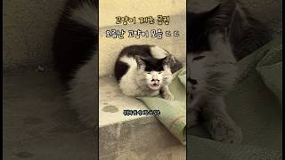 A collection of failed cat designs ㄷ ㄷ