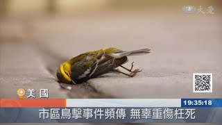 高樓玻璃干擾視線 鳥禽撞擊事件多