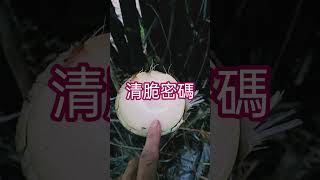 #Shorts606關鍵元素--大量水分扮演竹筍清脆可口的重要角色(Key role,Taiwan)