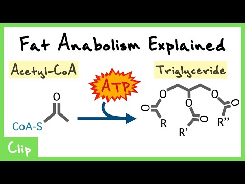 Fatty Acid Anabolism Explained (Fatty Acid Synthase, Lipogenesis, Regulation) | Clip