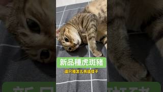 這麼兇的虎斑豬有沒有看過啊？他會扇人喔。#貓 #貓咪 #貓咪日常