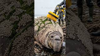 A Gentle Hand Lifts the Ocean's Weight from a Weary Back #sealife   #marinecare