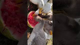 geese from eating watermelon😆 #geese #geeselive #watermelon #eating #short 🪿🍉🪿