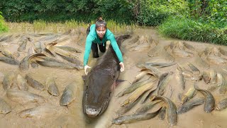 Caught Lots of Big Fish While Drain Wild Mud Pond - Use Horse Drawn Cart Transport Big Fish To Sell