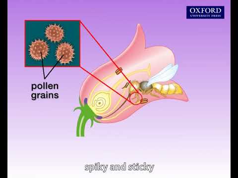 Animation 12.2 Pollination of flowering plants