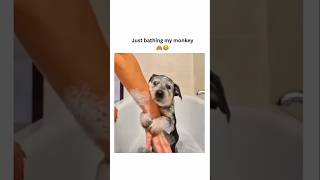 dogs being idiots part 125 #cutegolden #funnypets #funny #pets #petvideos #funnyanimals #funnydogs