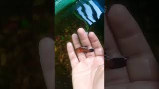 #2shots #minifishtank #aquariumfish #minishorts #minifish #fishguppy #twofish #tropicalfish#minitank
