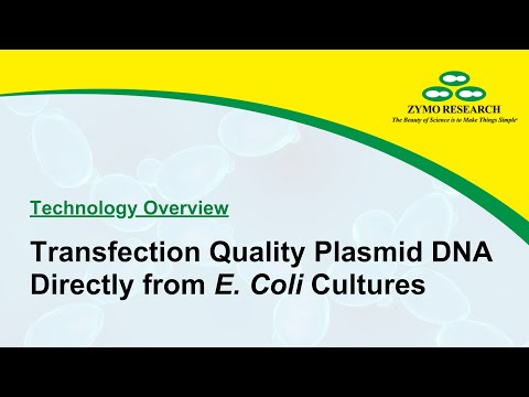 Transfection Quality Plasmid DNA Directly from E. Coli Cultures