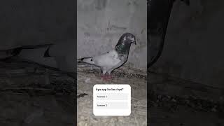 white pegion beautiful moment #shorts #viral #pegion #viraltips
